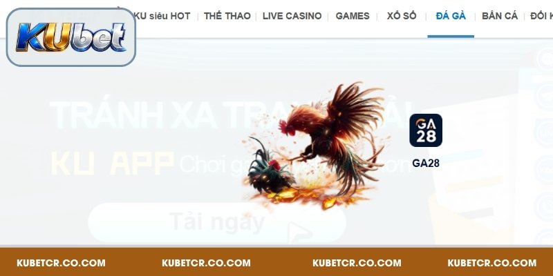 Giới thiệu chuyên mục đá gà Kubet